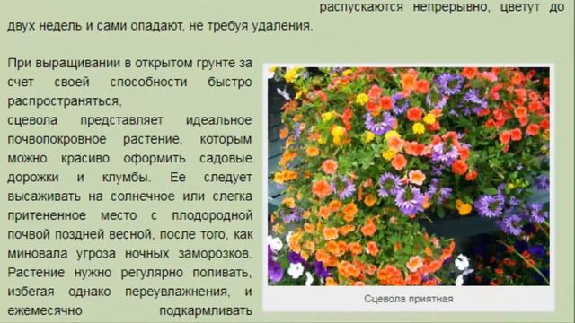 Сцевола — редкая и ошеломляющая. КРАСИВЫЕ РАСТЕНИЯ ДЛЯ ДОМА И САДА.