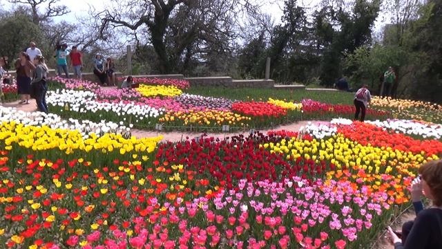 2016.04.11 Никитский ботанический. Парад тюльпанов. Крым.