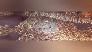 Оплодотворение яйцеклетки