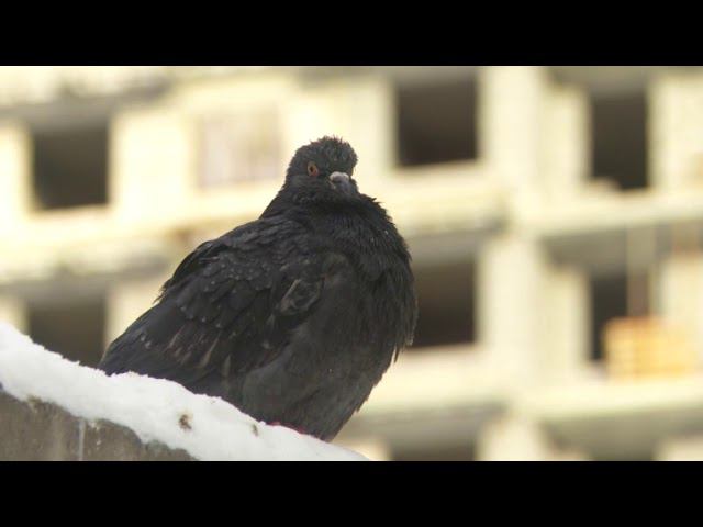 Строительство в морозы смотреть онлайн