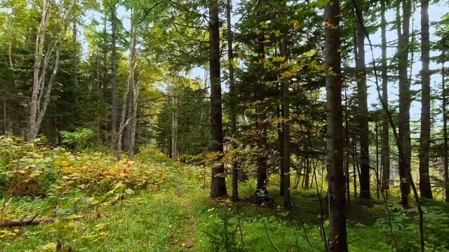 Виртуальная прогулка по осеннему лесу ~ Расслабляющая музыка и звуки природы смотреть онлайн
