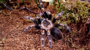 Mexican Flame Knee Tarantula How to Care for the Brachypelma auratum