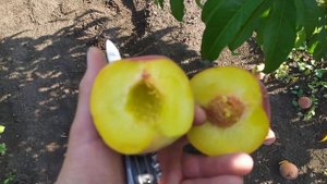 сорт персика "Роял Самер".