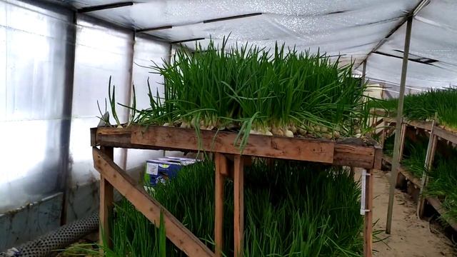 Обзор зимней теплицы, дела текущие. смотреть онлайн