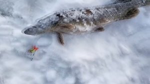 Рыбалка в глухозимье. Первая щука на балансир. Хороший балансир на щуку.