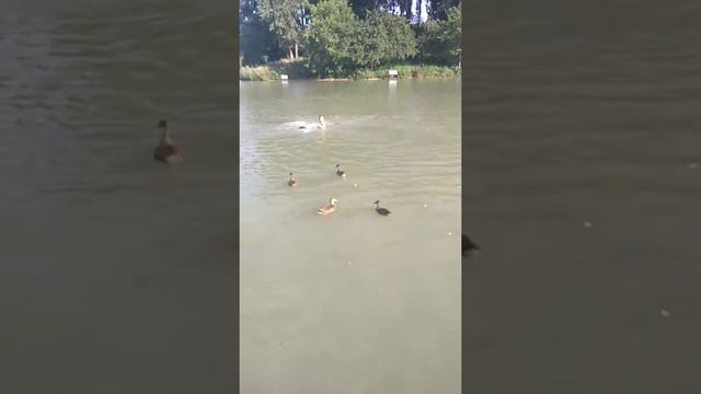 #бегущиеповолнам#наноутки#озеро#утята#работают#накамеру#утипути#смотри#улыбнись#водичка#утконосы смотреть онлайн