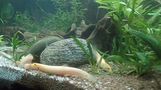 Вьюны амурские смотреть онлайн