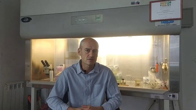 Самые ранние сорта ремонтантной малины