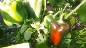 Почему не краснеют перцы?