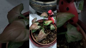 сингониумы бьюти лава ,малиновый крем, яичница, клубничный крем, серый призрак и т.д