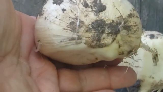 ГИБРИД ЛУК ЧЕСНОК / СТОИТ ЛИ ЕГО САДИТЬ ? / ЛУК МНОГОЯРУСНЫЙ / ЗЕЛЕНЬ КРУГЛЫЙ ГОД / смотреть онлайн