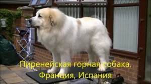 Служебные породы собак