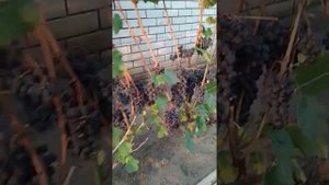 Виноград Фиолетовый ранний Воронежский и Фиолетовый ранний. На 14.08.19.
