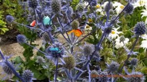 Синеголовник простолистная Глиттер Блу ? обзор: как сажать, саженцы синеголовники Глиттер Блу