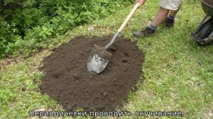 Роза Джон Дэвис