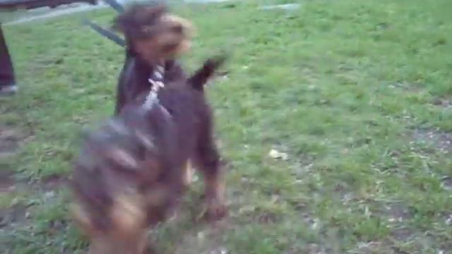 Щенки эрдельтерьера 3 месяца смотреть онлайн