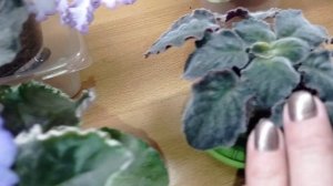 Пятна на листьях Фиалок. Фиалки у Алисы.