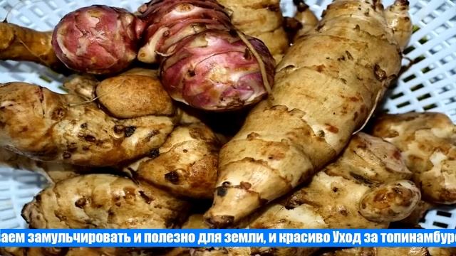 Как вырастить топинамбур на участке смотреть онлайн