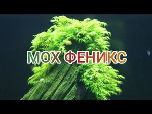 МОХ ФЕНИКС . СОДЕРЖАНИЕ В АКВАРИУМЕ