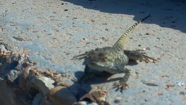 Пресмыкающиеся в «Алау».2021.#Актаусти смотреть онлайн