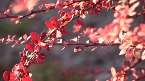 Розовое сияние на вашем участке.Барбарис Роуз Глоу (Rose Glow)