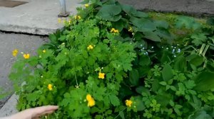 Чистотел. Выращивание в саду целебных веничков.