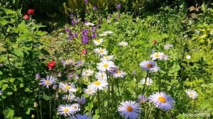 Ромашка садовач голубая #ромашка#ромашкаголубая