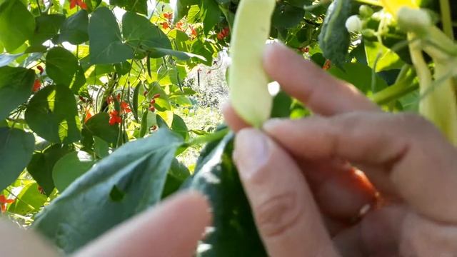 Спаржевая фасоль ЗОЛОТОЕ ОЖЕРЕЛЬЕ