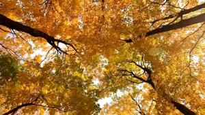 Музыка осени фортепиано.