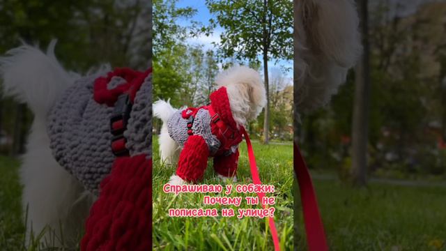 А я стеснялся 😀 #смешно #щенок #собака #прикол #бишонфризе #рекомендации