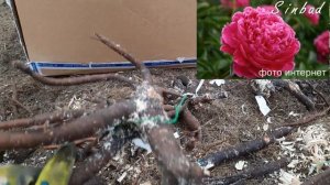 Новые пионы из питомника Ворошиловой Анны Борисовны. Осенняя посылка 2022 года. ЧАСТЬ 2