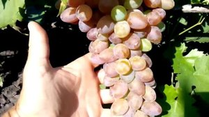 сорт винограда румене в условиях харьковской обл урожай 20105  на стадии окрашивания