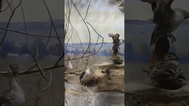 Музей природы. Приокско-Террасный заповедник 12.02. 2023 г. Животные Подмосковья смотреть онлайн