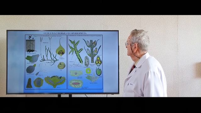 Тема: Архегониальные растения смотреть онлайн