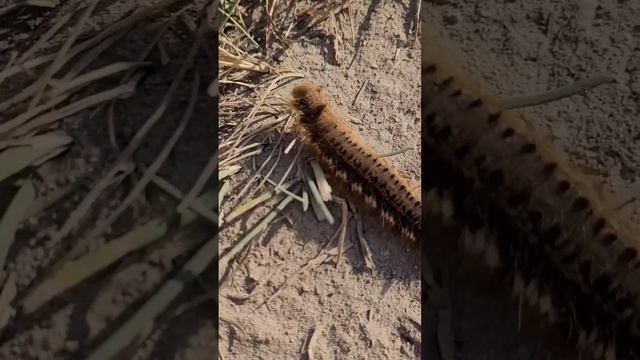 гусеница проползла по ветке до ствола