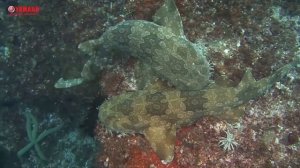 Подводный буксировщик Yamaha Seascooter 350Li