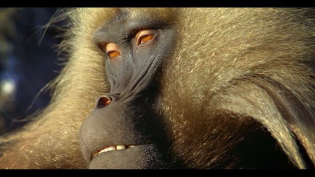 "Zooпарк": "Обезьяны - удивительное семейство" смотреть онлайн