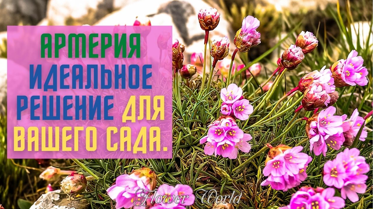 АРМЕРИЯ идеальное решение для вашего сада???