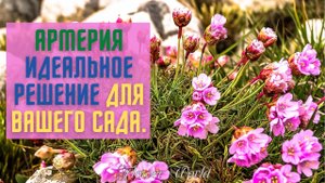 АРМЕРИЯ идеальное решение для вашего сада???