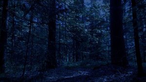 Ночной лес. Релакс. Звуки ночного леса для спокойного сна..