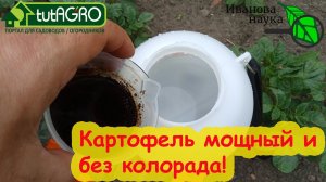 СДЕЛАЙТЕ ТАК И КАРТОФЕЛЯ БУДЕТ КУЧА! За 1 раз мощный рост картофеля, смерть колорада и проволочника.