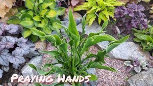 Хоста Praying hands