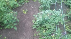 20230707 Бычьё сердце минусинское