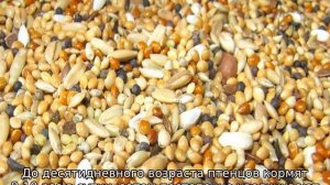 Вес индюков по месяцам — таблица