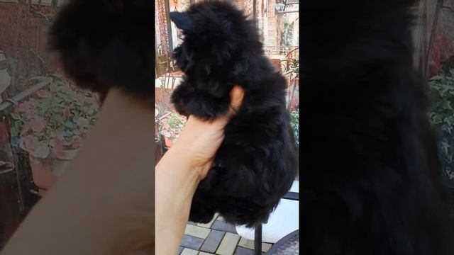Девочка черный йорк