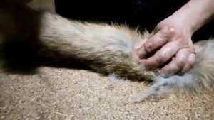 ТРОФЕЙ ОХОТНИКА - ХВОСТ ЛИСИЦЫ | Fox tail