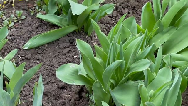 VLOG: будни мамы пятерых/закупка продуктов/Дарина готовит вкусняшки) 30.04.2021