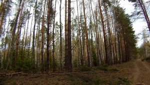 Рамка биолокационная, как тренироваться и понимать