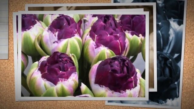 Лучшие тюльпаны мира смотреть онлайн