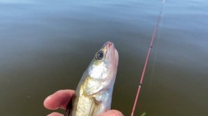 Рыбалка на судака на каневском водохранилище 10.07.2021